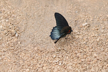 Un papillon exotique le Mennon © helenedevun