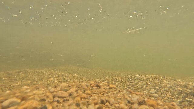 Dynamische Unterwasseraufnahme eines Fischschwarms in nat&uuml;rlicher Seeumgebung. Die vielen gleichzeitig schwimmenden Fische erzeugen eine lebendige und authentische Szene.