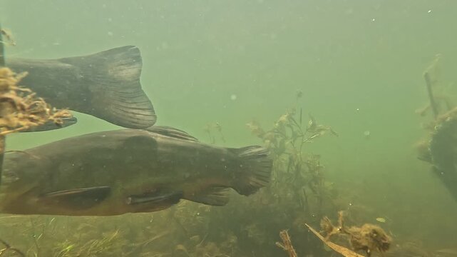Drei gro&szlig;e Fische gleiten ruhig durch das Wasser eines nat&uuml;rlichen Sees. Die Unterwasseraufnahme vermittelt Ruhe, Tiefe und die faszinierende Atmosph&auml;re eines nat&uuml;rlichen S&uuml;&szlig;wasser&ouml;kosystems.