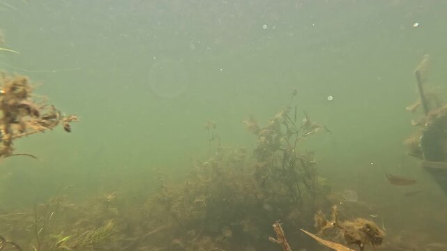 Ruhige Unterwasseraufnahme eines kleinen Fisches in nat&uuml;rlicher Seeumgebung. Das sanfte Licht und die schwebenden Partikel im Wasser erzeugen eine authentische Stimmung aus der verborgenen Welt unter 