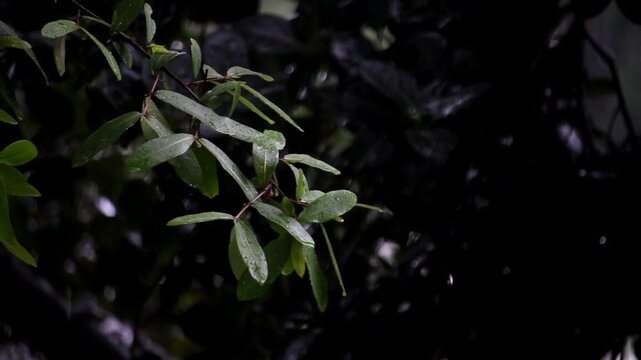rain tree green background. fresh white blossom on a green plant leaf captures the beauty of spring growth in a macro closeup of a forest garden tree with water dew. 