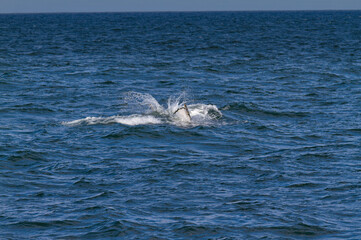 Fototapeta premium Baleines