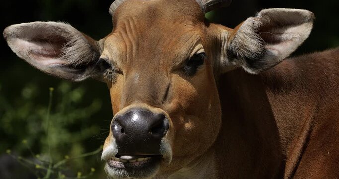 Portrait of the banteng (Bos javanicus), also known as the tembadau, Southeast Asia.