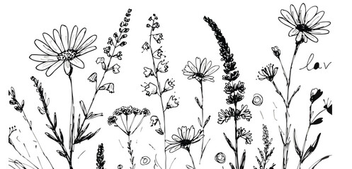 Elegant wildflower line art illustration with blooming botanical meadow plants. Minimal floral sketch background in vintage monochrome style. Decorative nature wallpaper design. © Vivid Pixel Studio.