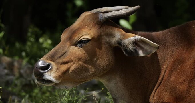 Portrait of the banteng (Bos javanicus), also known as the tembadau, Southeast Asia.