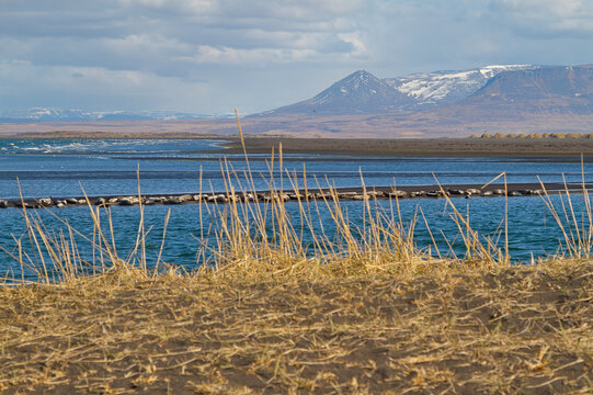 Phoques Islande