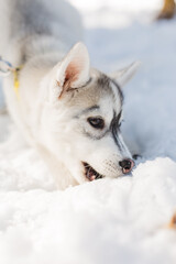 Close up of husky puppy digging nose into snow. © Olga