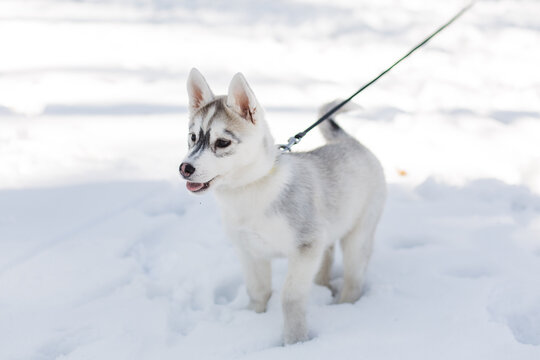 Husky puppy standing on snow and looking aside.