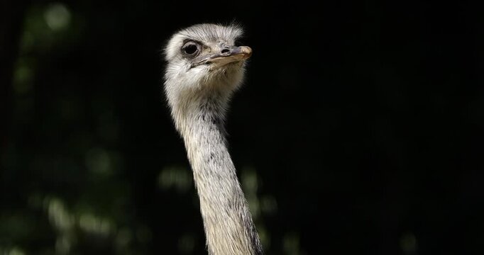 Portrait of a Greater rhea ( Rhea americana) against a black background.