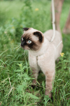 Siamese fold cat on leash exploring green field.