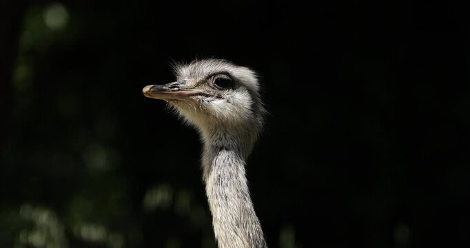 Portrait of a Greater rhea ( Rhea americana) against a black background.