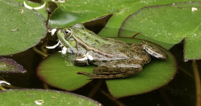One Marsh frog (Pelophylax ridibundus) on a leaf of water lily, Southern France