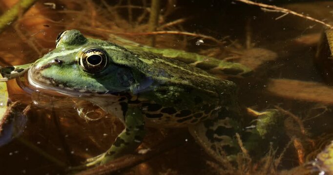 One Marsh frog (Pelophylax ridibundus) on a leaf of water lily, Southern France