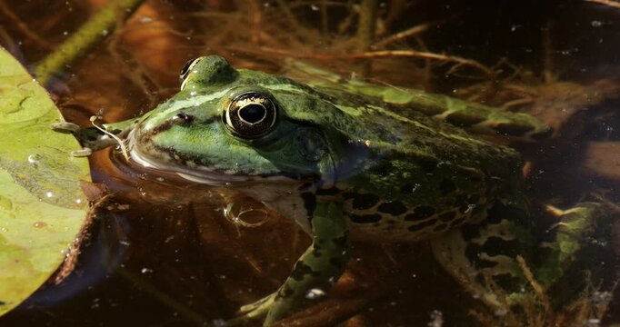 One Marsh frog (Pelophylax ridibundus) on a leaf of water lily, Southern France