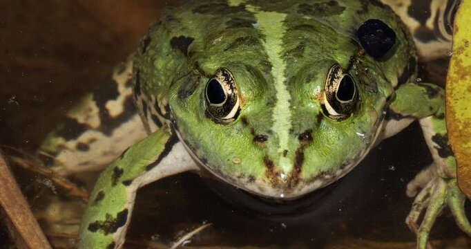 One Marsh frog (Pelophylax ridibundus) on the surface water, Southern France.