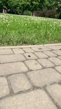 Melolontha melolontha, or a May bug, is on the way from pavement to the lawn. Insect. Black large chafer. A doodlebug in May