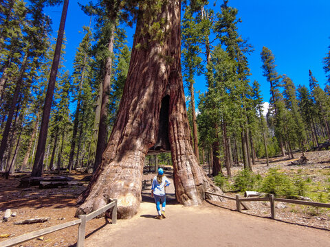 View of a woman standing before a massive tunnel tree in the Yosemite Mariposa Grove of Giant Sequoias under a clear blue sky in Fish Camp, California, United States.