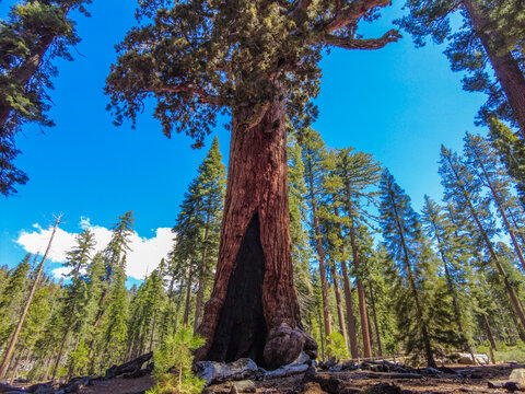 View of Yosemite - Mariposa Grove of Giant Sequoias featuring a massive giant sequoia tree with a fire scar surrounded by evergreen forest in Fish Camp, California, United States.
