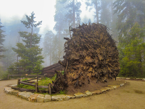 View of the massive uprooted root system of a giant sequoia tree surrounded by a wooden fence in the misty Mariposa Grove, Fish Camp, California, United States.