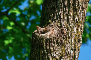 Obraz premium a small bird's nest high up in a tree, starlings' chicks sit and peck at a large worm