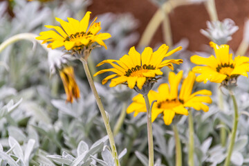 Gazania rigens pertenece a la familia Asteraceae. © CarlosHerreros