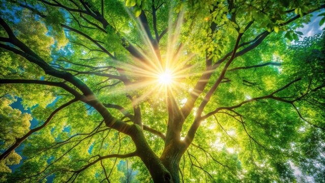 sunlight filter through trees