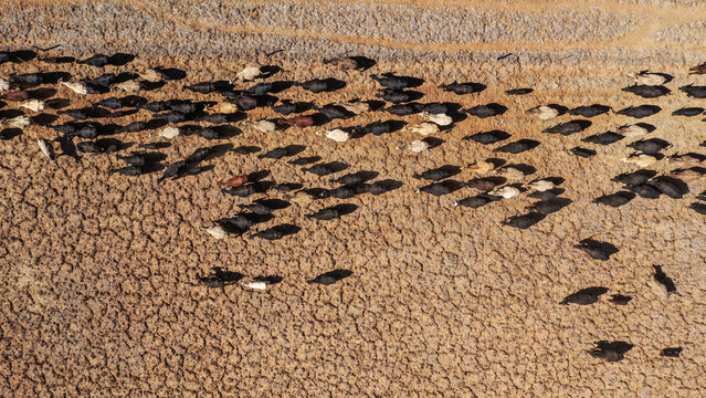 Drone shot of cattle walking over dry cracked ground