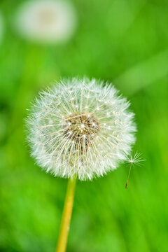 Macro close-up of a fluffy dandelion seed head with a single seed floating away in a green meadow near Andelst along the Waal river, spring nature concept in the Netherlands