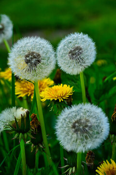 Fluffy dandelion seed heads and yellow flowers blooming in a green meadow near Andelst along the Waal river, springtime nature and wild growth in Gelderland, Netherlands