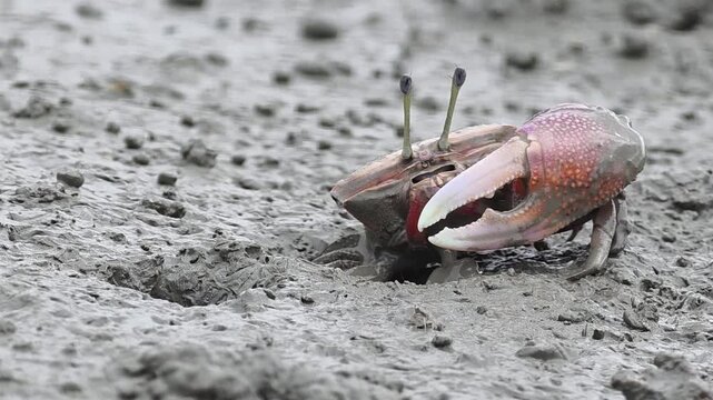 


Endangered White-clawed Fiddler Crab showing large claw behavior #013학명:Austruca lactea
