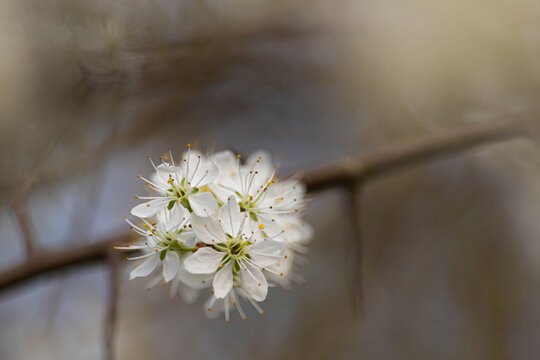 Plum blossom