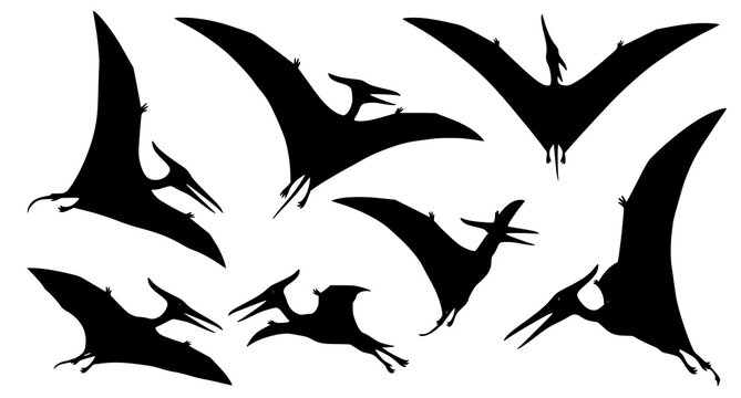 Flying pterodactyl silhouettes in various dynamic poses isolated on white background for prehistoric design projects
