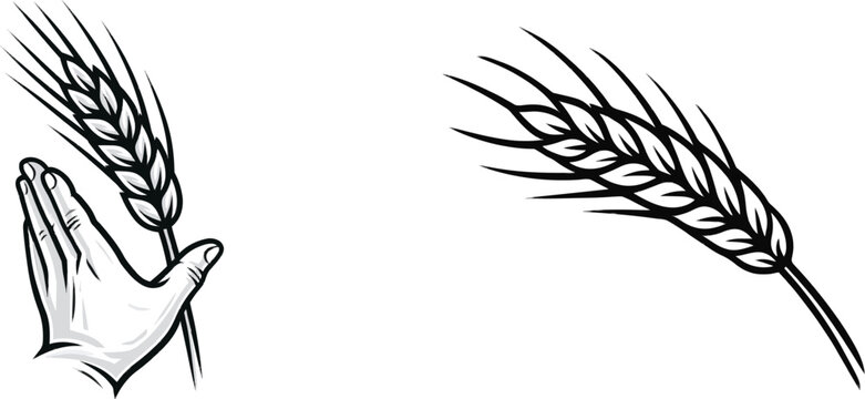 A traditional woodcut depicts a single sheaf of organic winter wheat, hand-carved with rustic line variations, set against a solid white background for clean tracing
