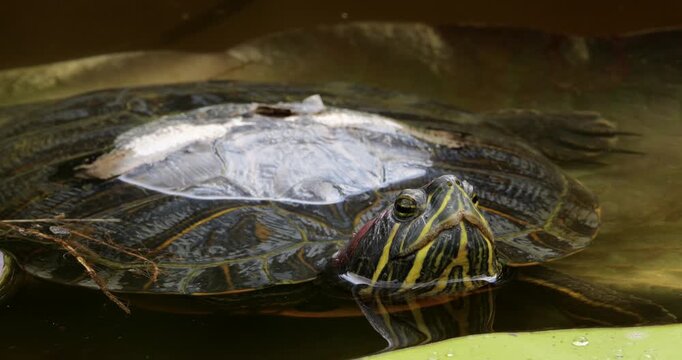 Red-eared slider (Trachemys scripta elegans), also knowed as red-eared terrapin. Southern France.