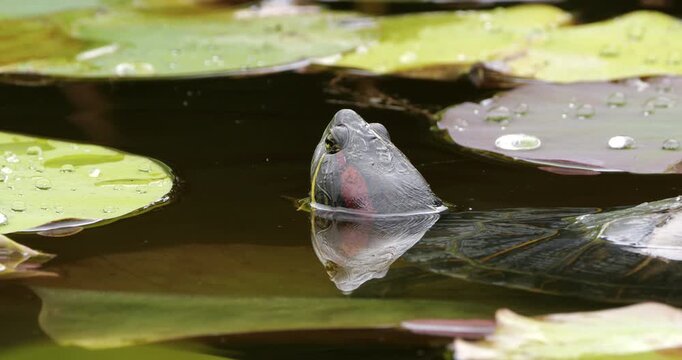 Red-eared slider (Trachemys scripta elegans), also knowed as red-eared terrapin. Southern France.