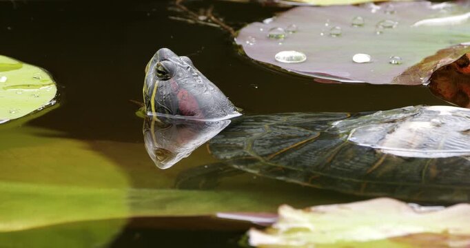 Red-eared slider (Trachemys scripta elegans), also knowed as red-eared terrapin. Southern France.