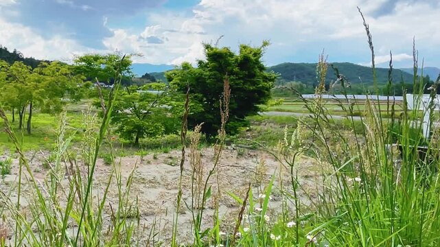 【自然】静かな風に揺れる草原の風景 - Quiet Grass Swaying in the Wind Landscape