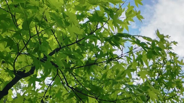 【自然】楓と空の風景 - Maple Trees and Sky Landscape