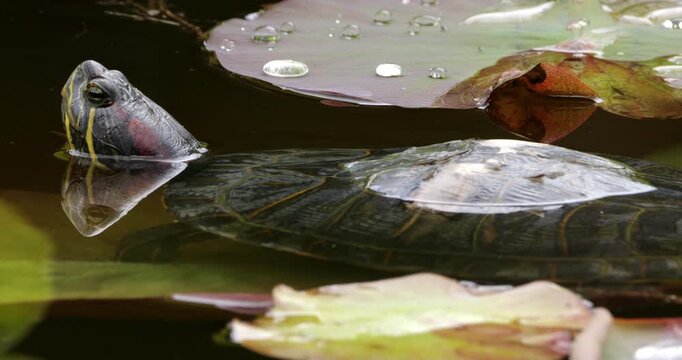 Red-eared slider (Trachemys scripta elegans), also knowed as red-eared terrapin. Southern France.