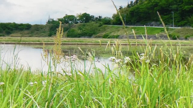 【自然】風に揺れる草原の風景 - Grass Swaying in the Wind Landscape.