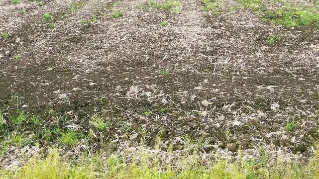 【自然】風に揺れる草と土 - Natural Background of Soil and Grass in the Wind