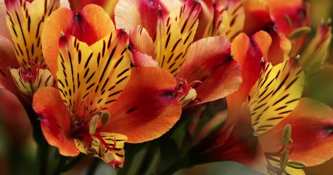 Alstroemeria aurea also known as Alstroemeria pulchella. 