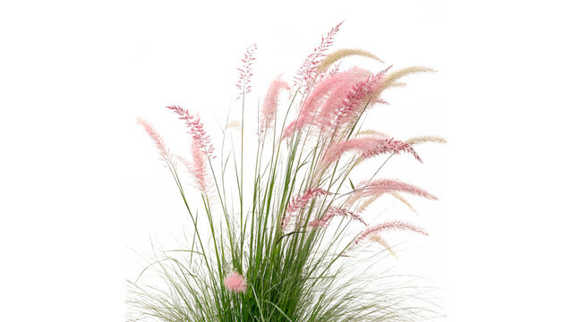 muhly grass plant with pink flowers isolated on transparent background