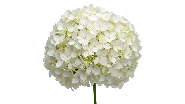 Single round head of fresh white hydrangea flower blossom isolated on transparent background