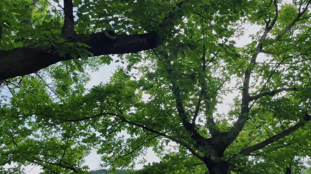 【自然】公園の木々と木漏れ日と太陽光が差し込む風景 - Park Landscape with Trees, Sunlight and Dappled Light