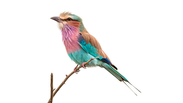 Colorful lilac breasted roller bird perched on a branch isolated on transparent background
