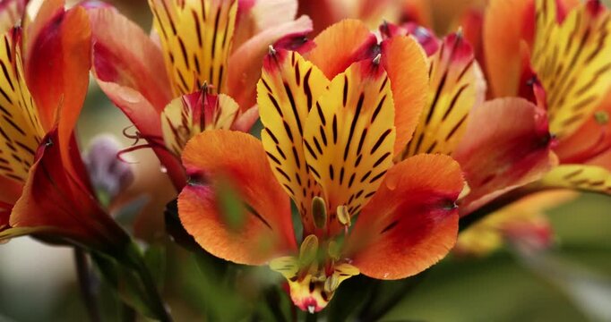 Alstroemeria aurea also known as Alstroemeria pulchella. 