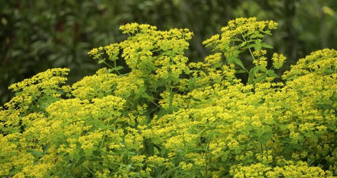 Euphorbia is a large and diverse genus of flowering plants, commonly called spurge. France
