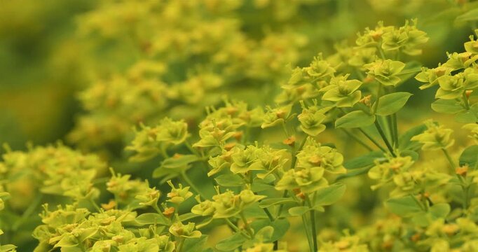 Euphorbia is a large and diverse genus of flowering plants, commonly called spurge. France