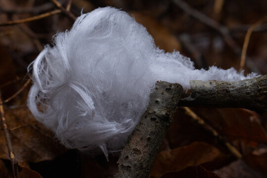 Haareis im Winterwald